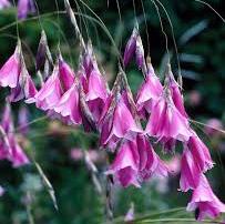 DIERAMA pulcherrimum