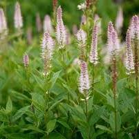 VERONICASTRUM virg. Pink Glow