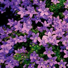 Campanula muralis Catharina