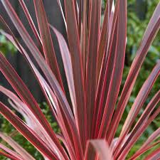 Cordyline Charlie Boy 17cm