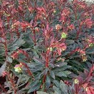 Wood Spurge Euphorbia amygdaloides Purpurea (2Ltr Pot)