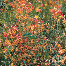 Epimedium-Orange-Konigin-Plant