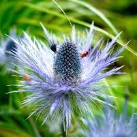 ERYNGIUM Big Blue