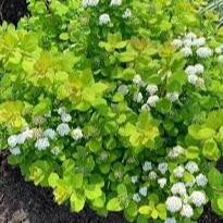 Spiraea betulifolia Tor Gold