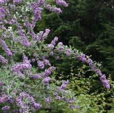 Buddleja alternifolia Unique