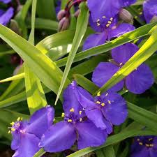 Tradescantia and. Leonora