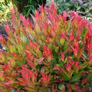 Leucothoe fon. Little Flames  2 Ltr pot