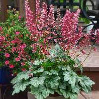 Coral Bells (Heuchera Berry Timeless)