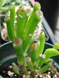 Crassula ovata Hobbit