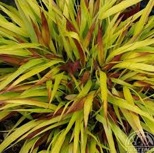 Hakonechloa macra Sunflare