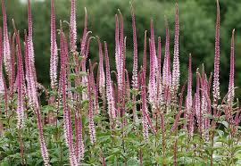 VERONICASTRUM virg. Pink Glow