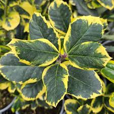 Ilex altaclerensis Golden King  80-100 CM C12