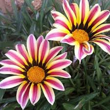 Gazania Rose