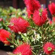 Callistemon citrinus Splendens  P22, stem