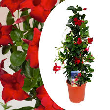 Mandevilla Rio Red  P19 - 3 cane pyr