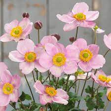 Anemone-Pink-Cloud-Flower-1