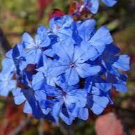 Ceratostigma willmottianum