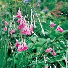 Dierama pulcherrimum