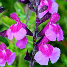 SALVIA Lalarsha