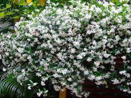 Trachelospermum jasminoides  3 Ltr pot