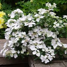 HYDRANGEA Fairytrail White