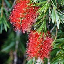 Callistemon Citrinus Splendens