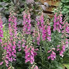 Digitalis Panther 3 Ltr