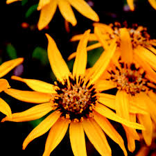 Ligularia Pandora