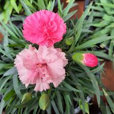 Dianthus  I Love You