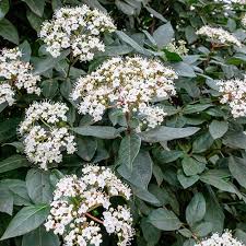 VIBURNUM tinus Eva Price  Std  15L