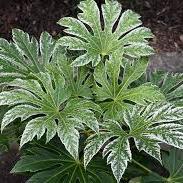 Fatsia japonica Spiders Web