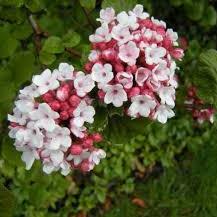 Viburnum carlesii Aurora  40-50 CM C5