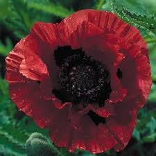 Papaver Orientale Indian Chief