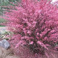 Berberis Rose Glow