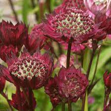 Masterwort Astrantia Major Moulin Rouge (2Ltr Pot)