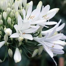 AGAPANTHUS Summer Love New White