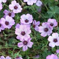 Geranium cin. Ballerina