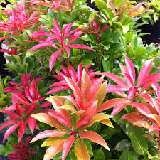 Pieris jap. Mountain Fire