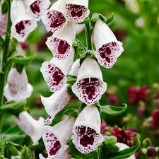 DIGITALIS pur. Pams Choice