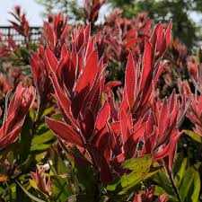 Callistemon citr. Red Rocket