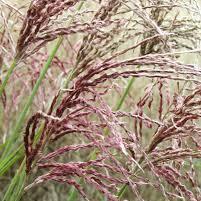 Miscanthus Pink Cloud