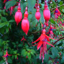 Fuchsia-Riccartonii-Plant