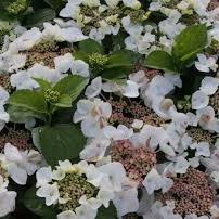 HYDRANGEA M. BENXI