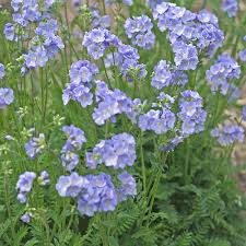 POLEMONIUM Northern Lights