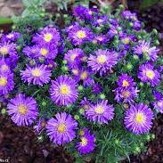 Aster Blue Lapis  2 Ltr pot