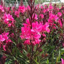 Gaura Belleza Pink