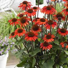 ECHINACEA SunSeekers Mineola looking 60