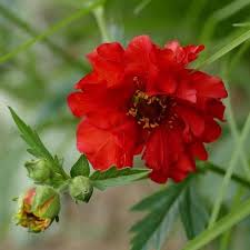 GEUM Scarlet Tempest