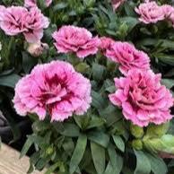 TRIXI Dianthus Sel. Oscar 2