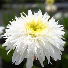 Leucanthemum x sup. Fiona Coghill